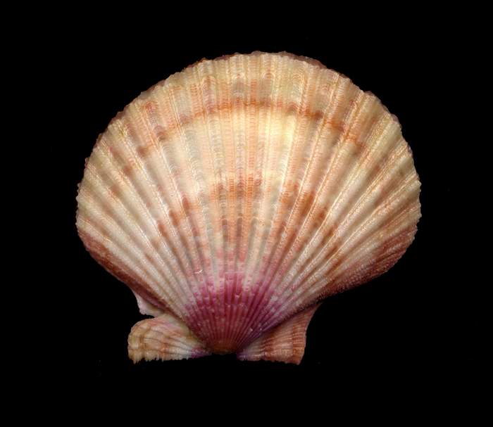 Aequipecten  opercularis